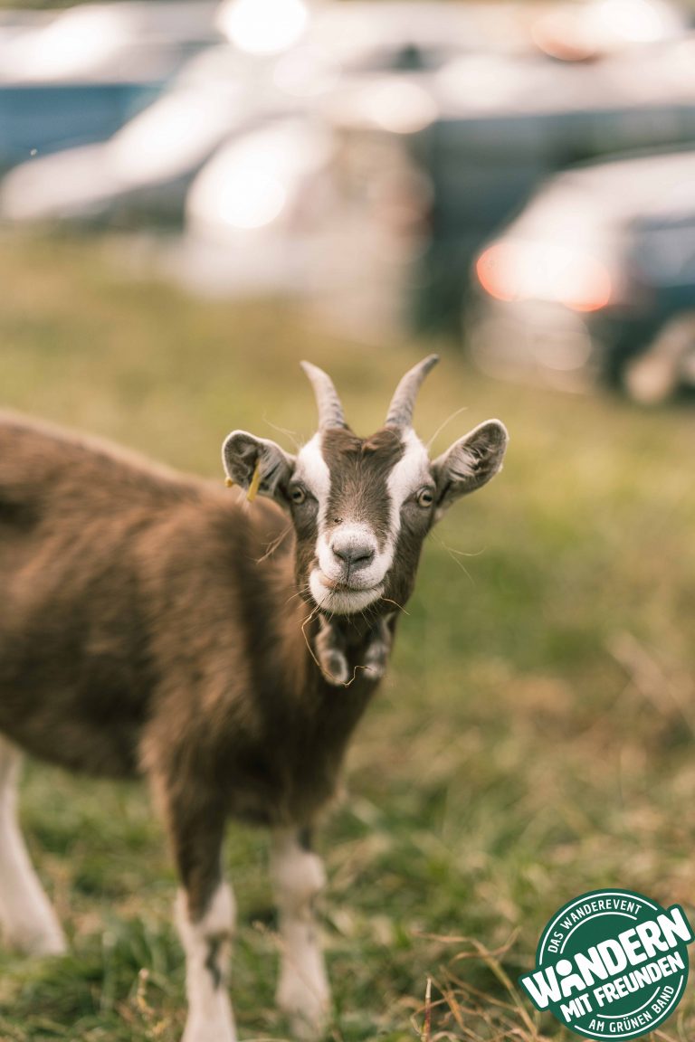 HEIMATALM_WANDERN_MIT_FREUNDEN_2025_SAMSTAG_LOGO_PHIL_WOLF_2025-134